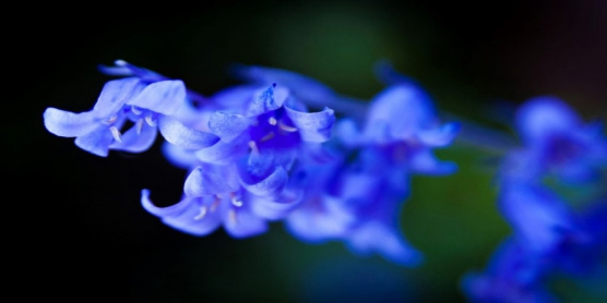 Bluebell