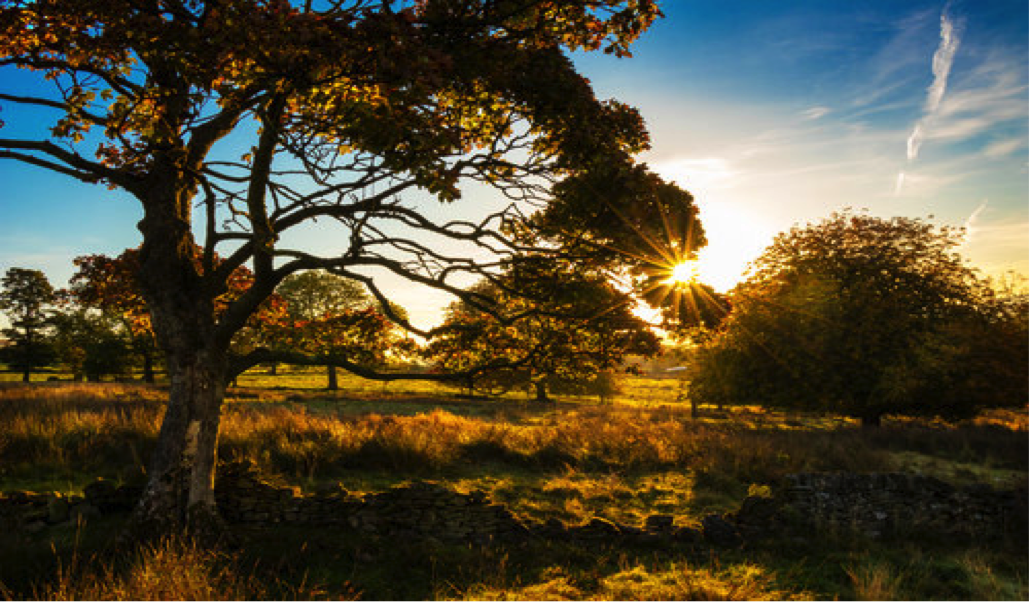 Sunlight through trees
